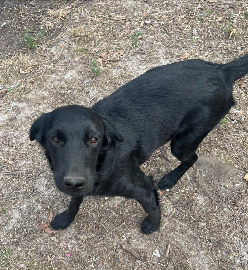 Enlarge Six, a Adoptable mixed breed in Waynesville, GA image 1/4