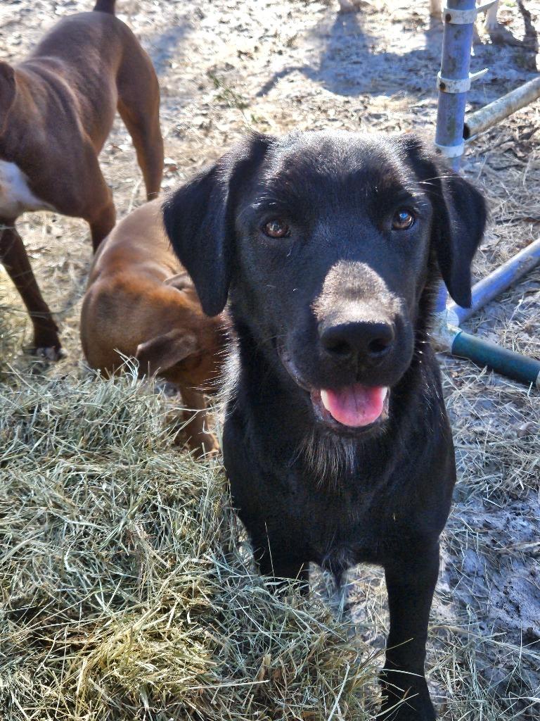 Enlarge Six, a Adoptable mixed breed in Waynesville, GA image 2/4