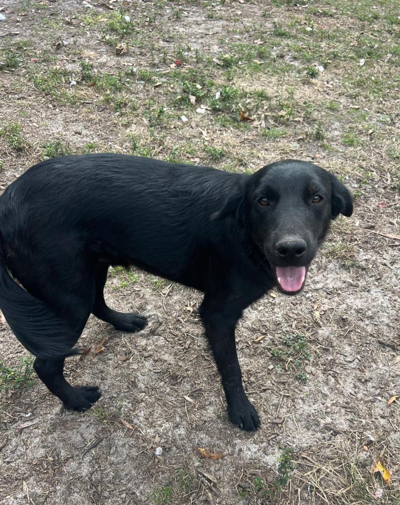Enlarge Six, a Adoptable mixed breed in Waynesville, GA image 3/4