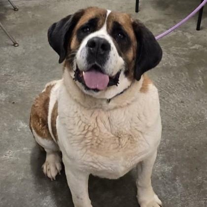 Dutchess, an adopted mixed breed in Lancaster, PA image 1/3