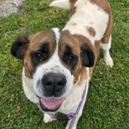 Dutchess, an adopted mixed breed in Lancaster, PA image 2/3