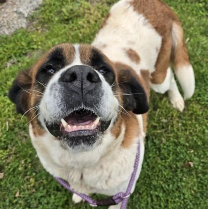 Dutchess, an adopted mixed breed in Lancaster, PA image 3/3