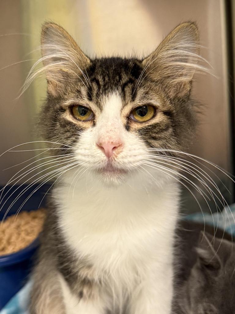 Tuffy, Adoptable, Young Male Domestic Medium Hair.