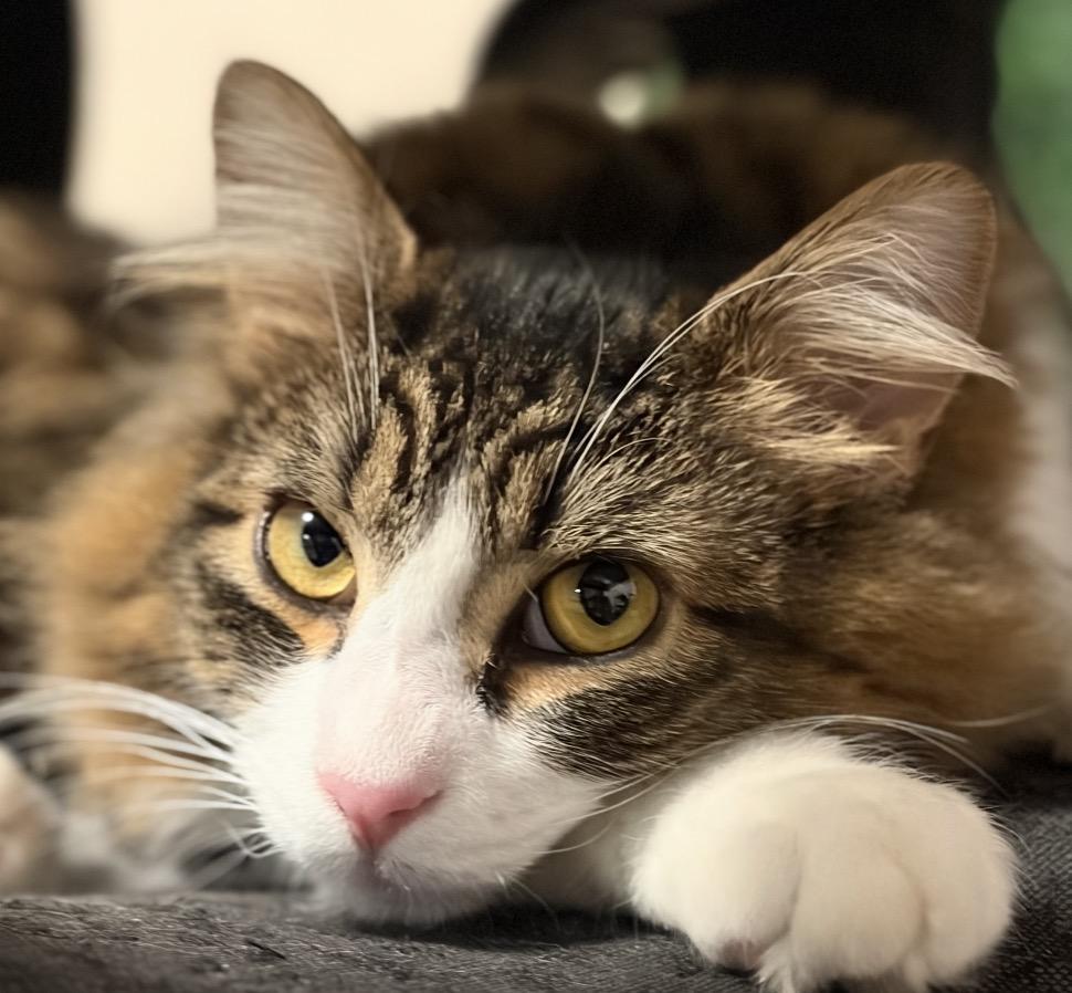 Enlarge Tuffy, a Adoptable mixed breed in Ontario, OR image 2/2