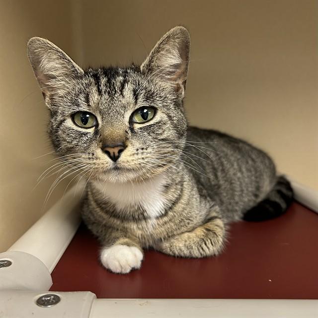 NENA, Adoptable, Young Female Domestic Short Hair.