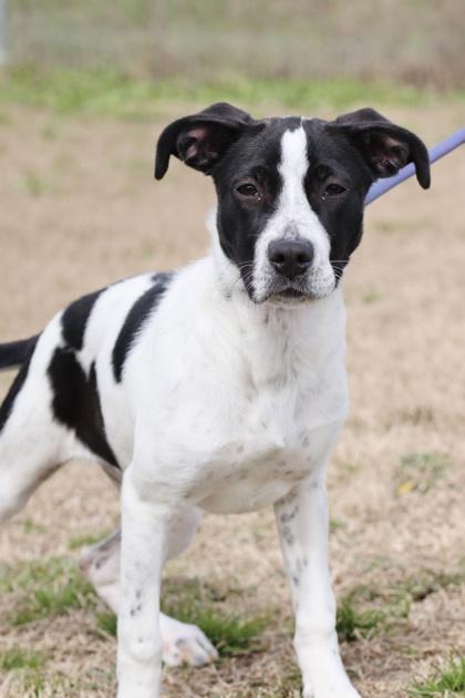 Wynter, Adoptable, Puppy Female Terrier & Mixed Breed.