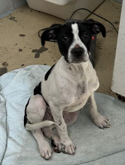 Enlarge Winter, a Adoptable mixed breed in West Memphis, AR image 1/1