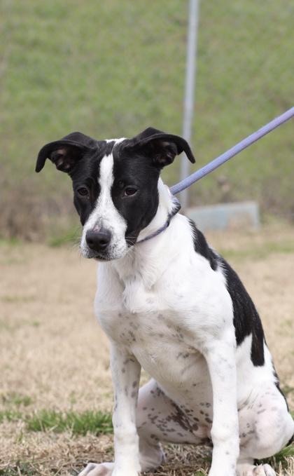 Enlarge Wynter, a Adoptable mixed breed in West Memphis, AR image 2/3