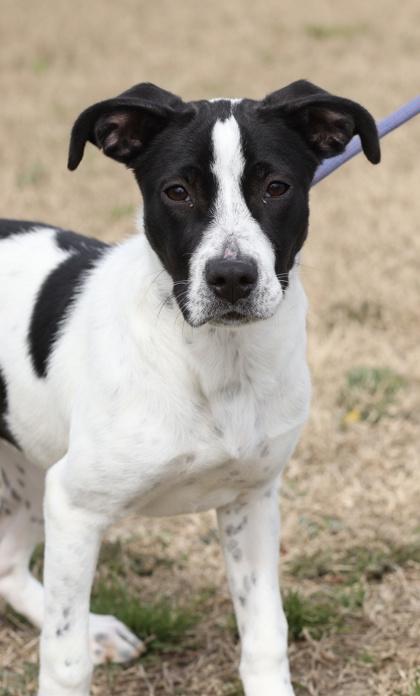 Enlarge Wynter, a Adoptable mixed breed in West Memphis, AR image 3/3