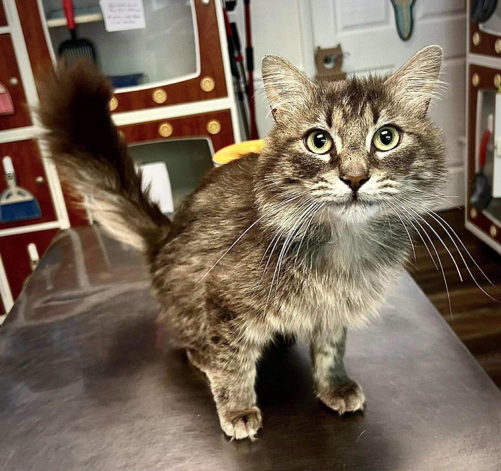 River, a Adopted Domestic Medium Hair in Gettysburg, PA image 1/3