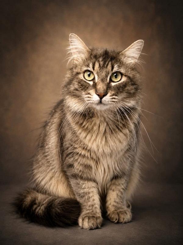 River, a Adopted Domestic Medium Hair in Gettysburg, PA image 2/3