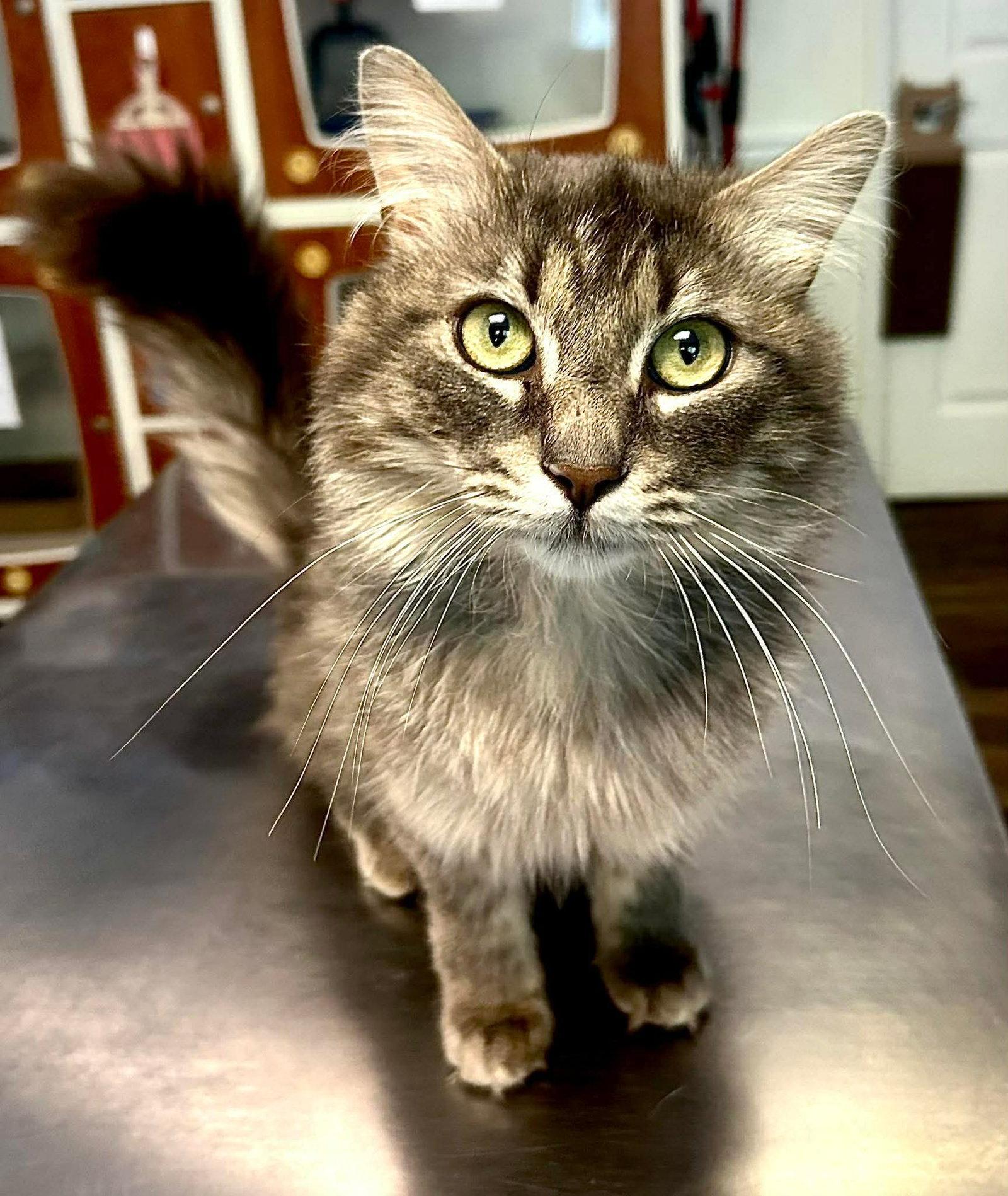 River, a Adopted Domestic Medium Hair in Gettysburg, PA image 3/3
