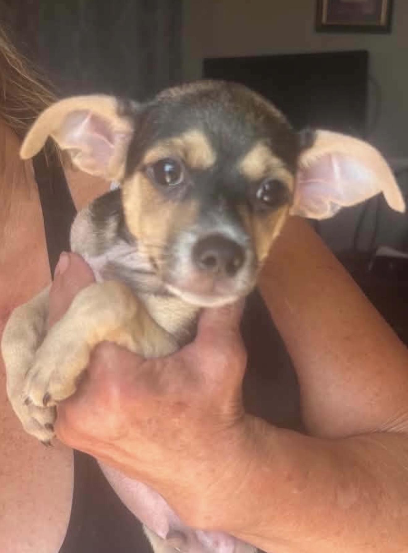Enlarge Chewy, an adopted Chihuahua in Deming, NM image 1/1