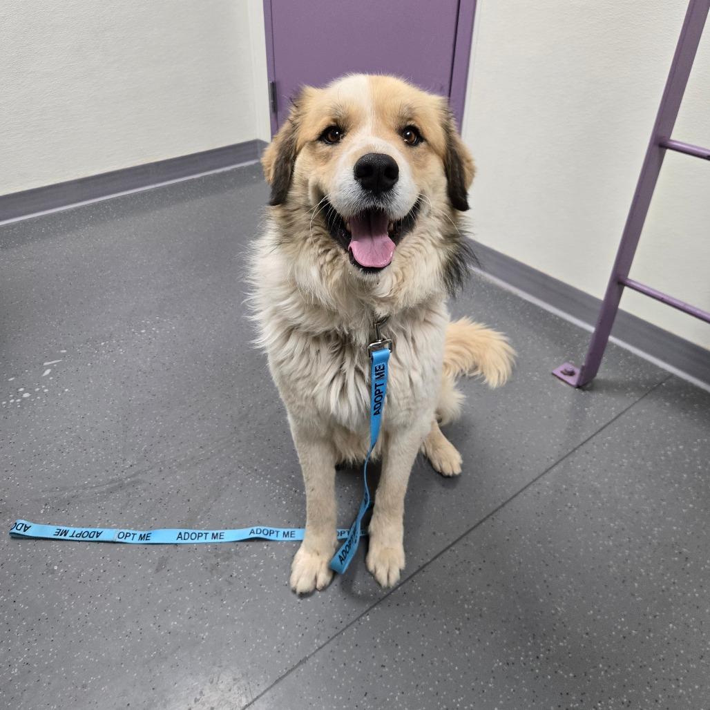 Bowen, Adoptable, Adult Male Great Pyrenees & Mixed Breed.