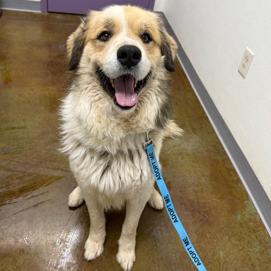 Enlarge Bowen, a Adoptable mixed breed in Albuquerque, NM image 2/2