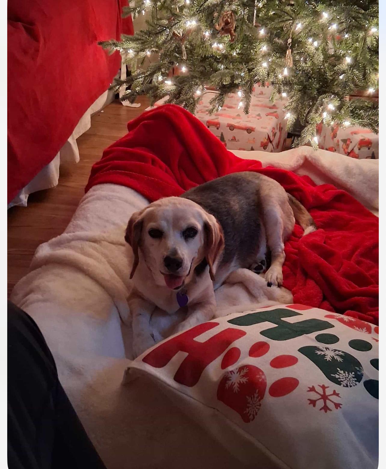 Sally and Marcie, Adoptable, Senior Female Beagle.