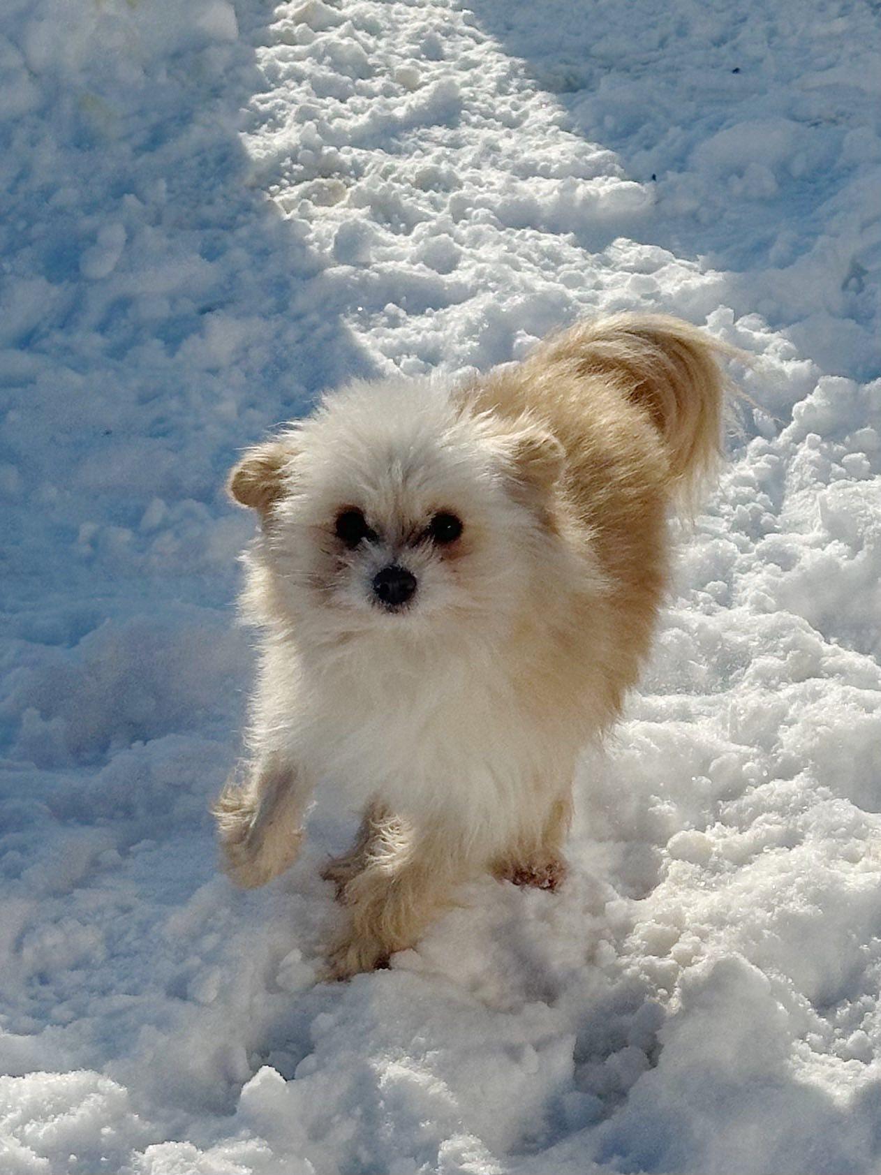 Maverick, Adoptable, Adult Male Pomeranian.