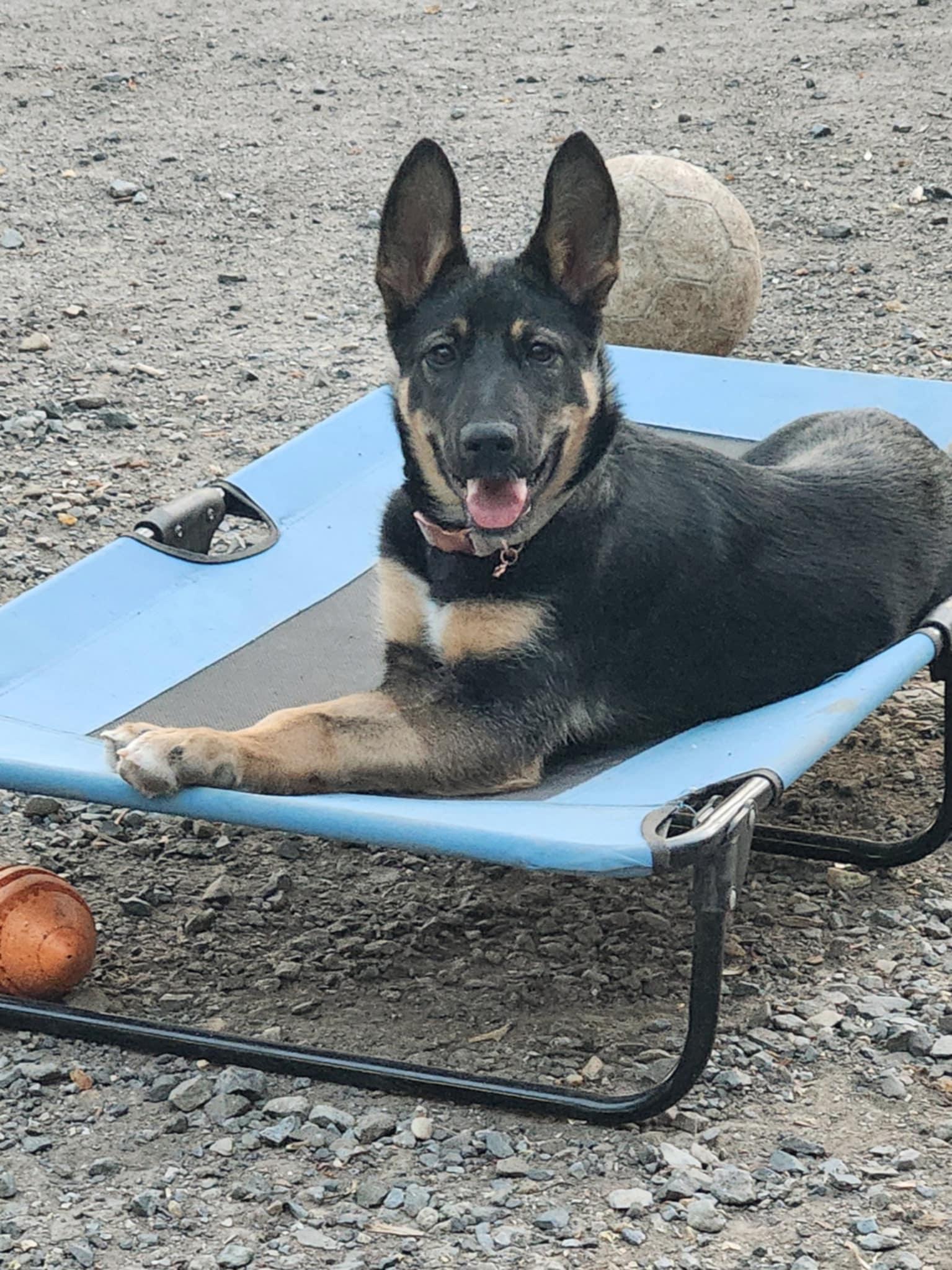 MJ, Adopted, Young Female Shepherd.