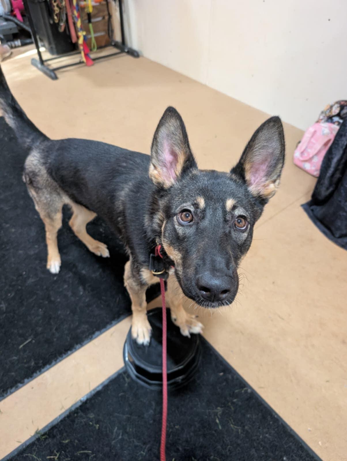 Enlarge MJ, a Adopted Shepherd in Catasauqua, PA image 2/3