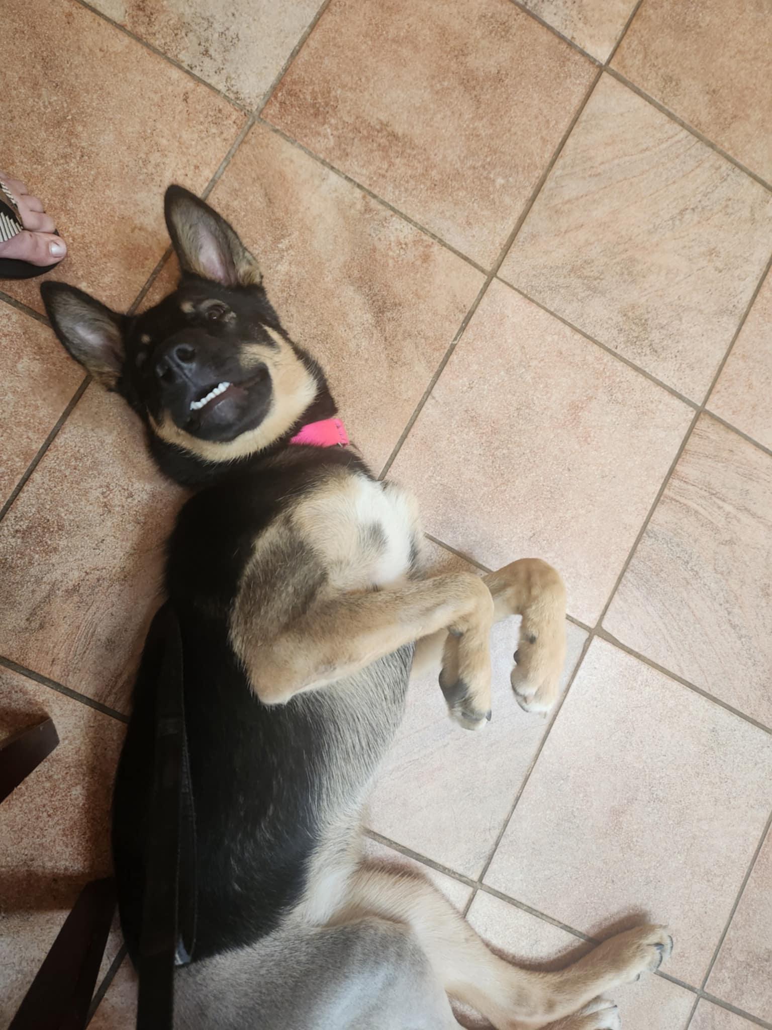 Enlarge MJ, a Adopted Shepherd in Catasauqua, PA image 3/3