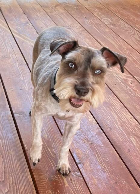 Enlarge Henry, a Adopted Miniature Schnauzer in Las Vegas, NV image 1/1