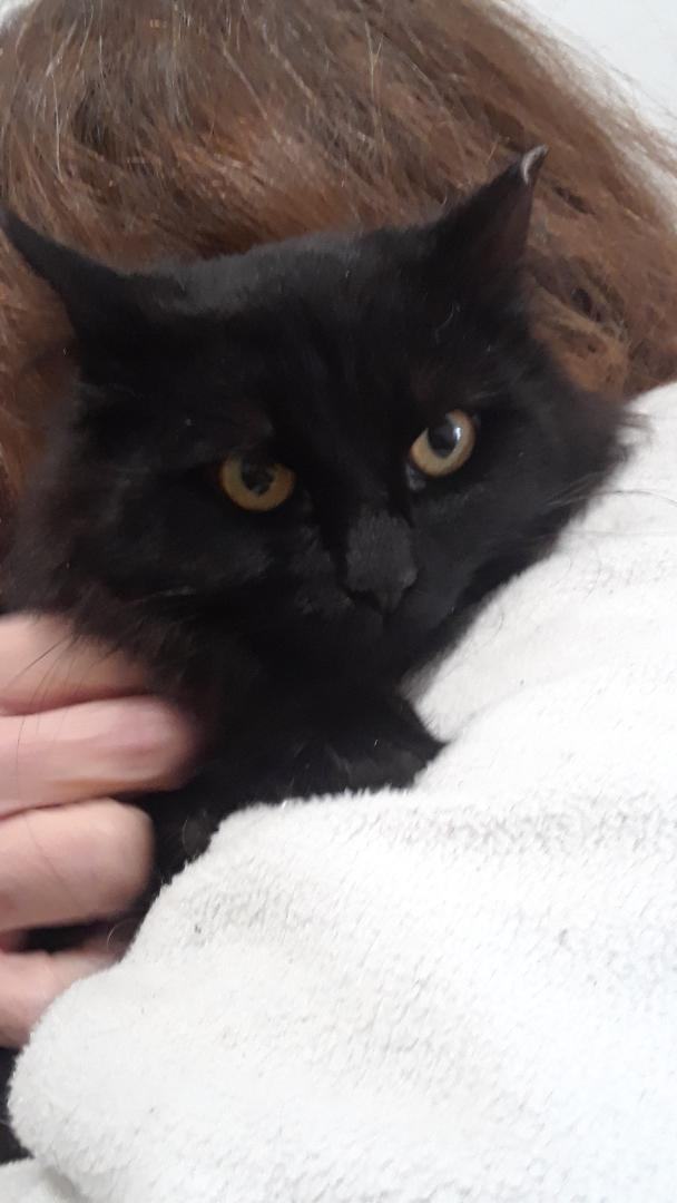 Shadow, Adoptable, Adult Female Domestic Long Hair.