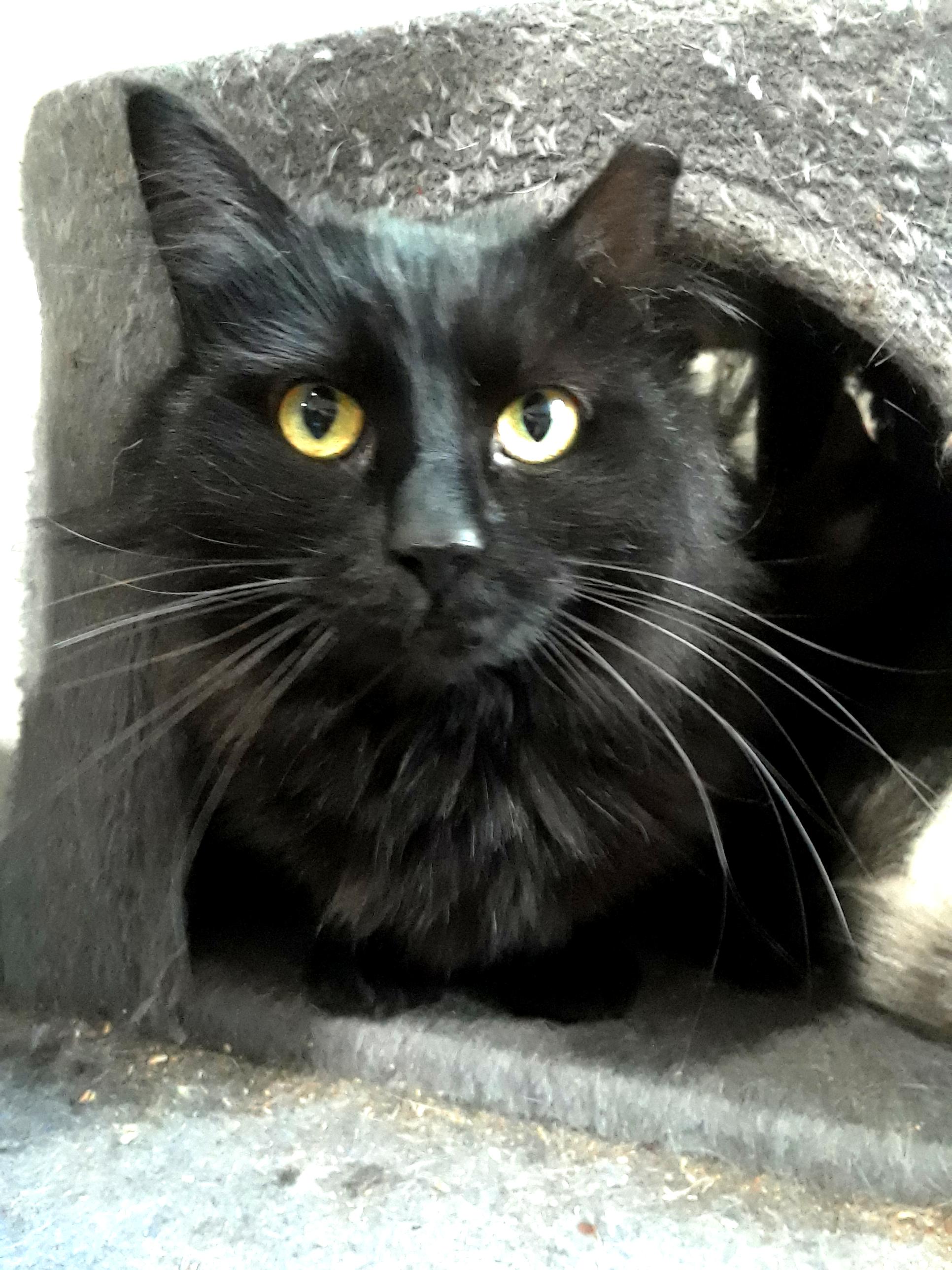 Shadow, a Adoptable Domestic Long Hair in Millerton, PA image 1/6