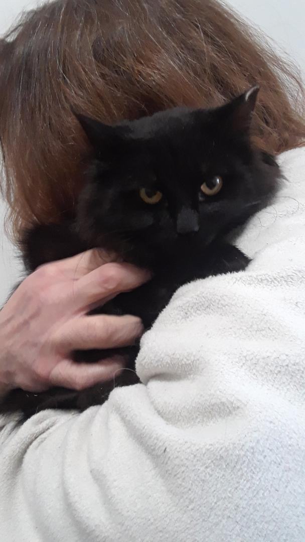 Enlarge Shadow, a Adoptable Domestic Long Hair in Millerton, PA image 2/6