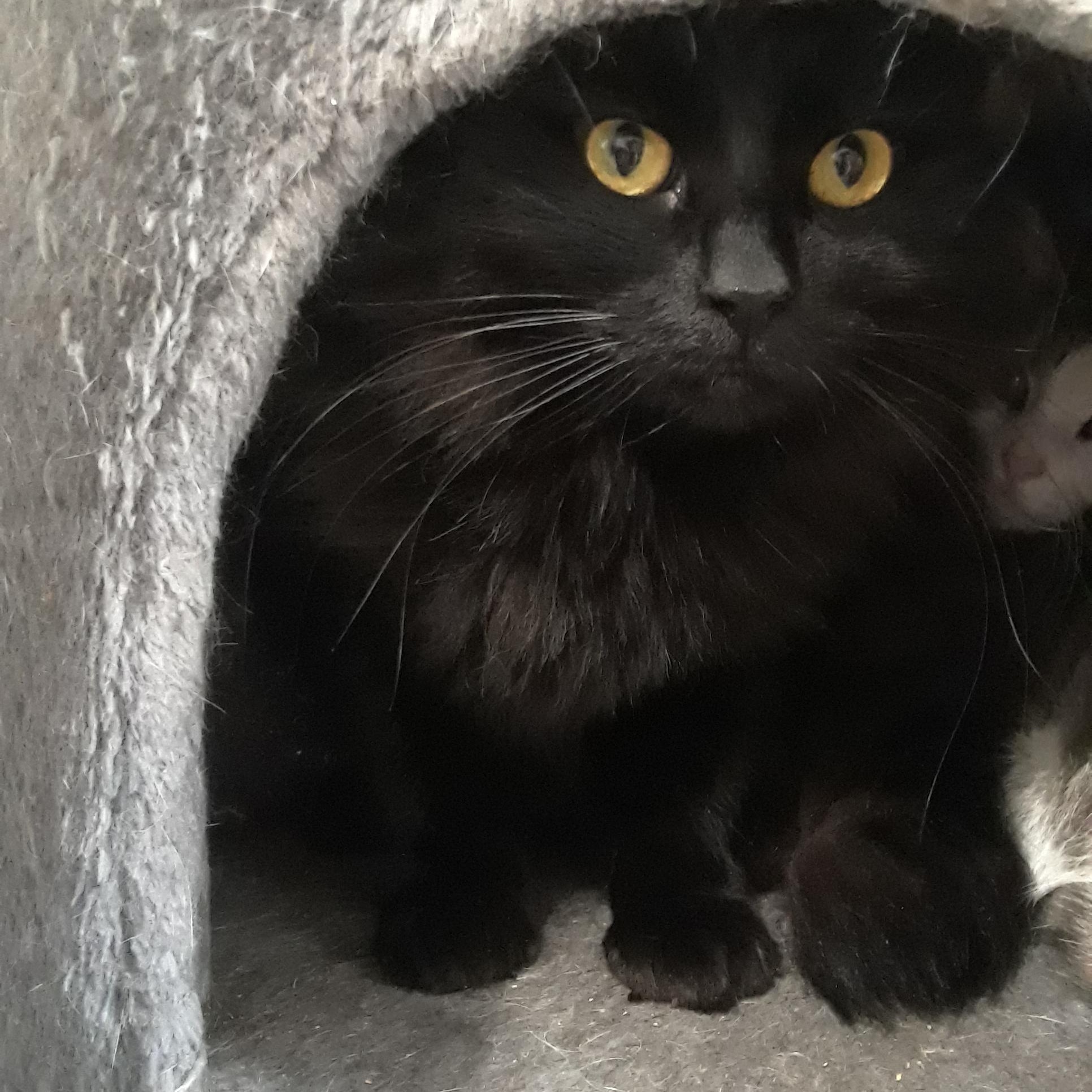 Shadow, a Adoptable Domestic Long Hair in Millerton, PA image 4/6