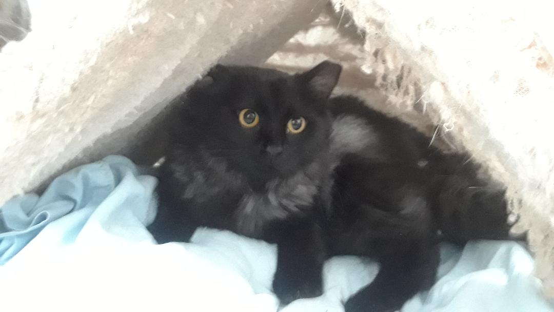 Enlarge Shadow, a Adoptable Domestic Long Hair in Millerton, PA image 3/6