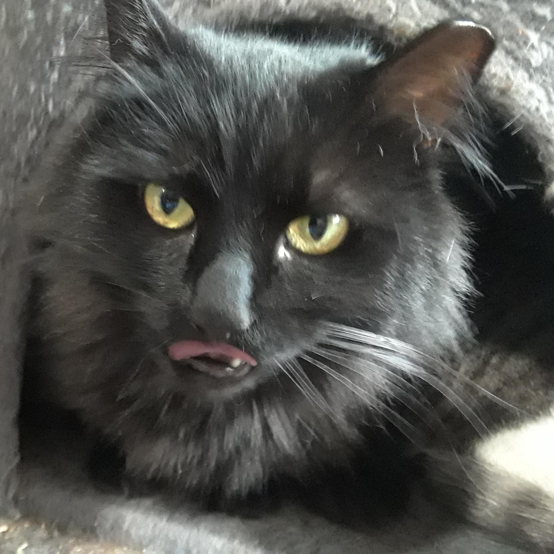 Shadow, a Adoptable Domestic Long Hair in Millerton, PA image 2/6