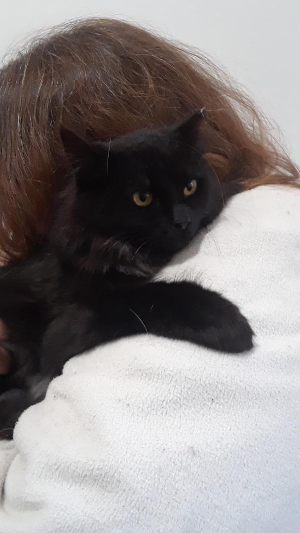 Enlarge Shadow, a Adoptable Domestic Long Hair in Millerton, PA image 4/6