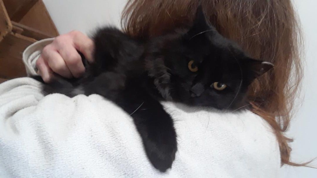 Enlarge Shadow, a Adoptable Domestic Long Hair in Millerton, PA image 5/6