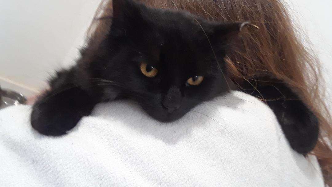 Enlarge Shadow, a Adoptable Domestic Long Hair in Millerton, PA image 6/6