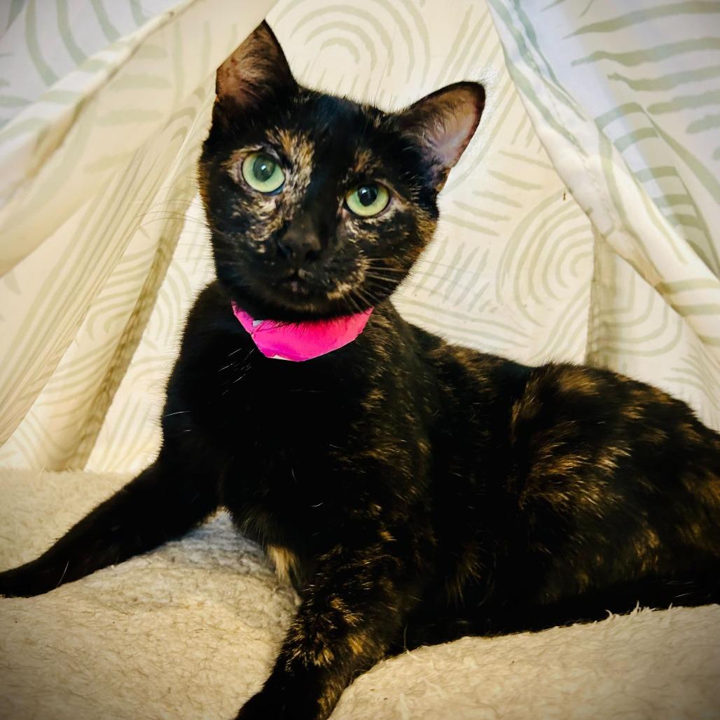 Francisca, Adoptable, Young Female Domestic Short Hair.