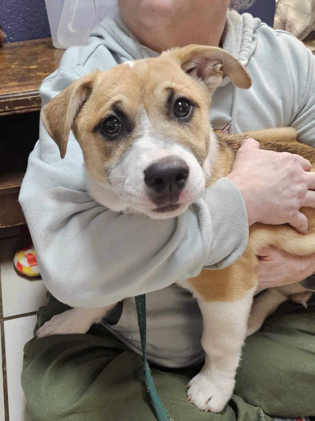 Laverne, Adopted, Puppy Female Pembroke Welsh Corgi & Basset Hound.