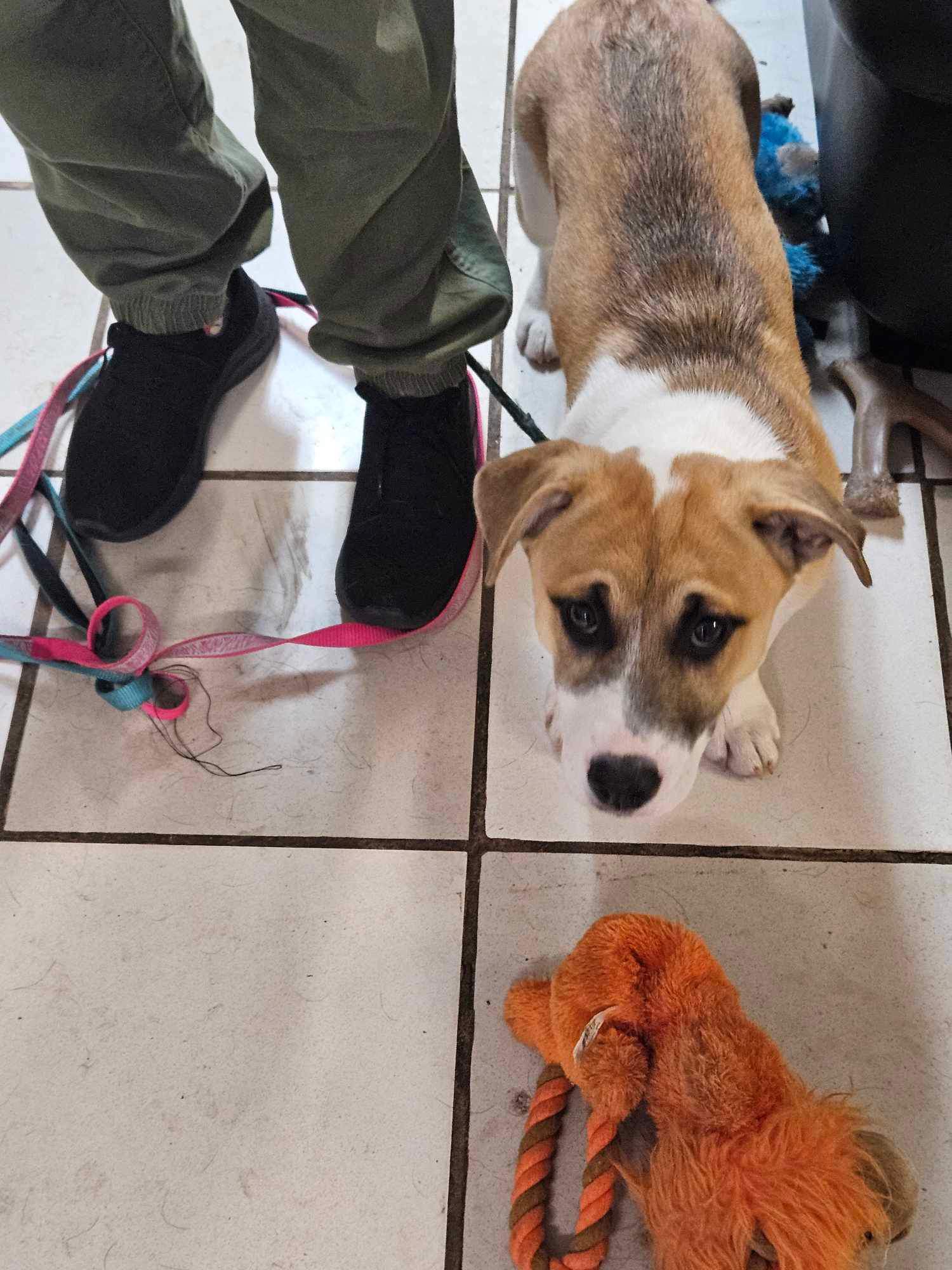 Enlarge Laverne, a Adopted mixed breed in Westland, MI image 2/3