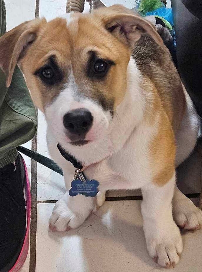 Enlarge Laverne, a Adopted mixed breed in Westland, MI image 3/3