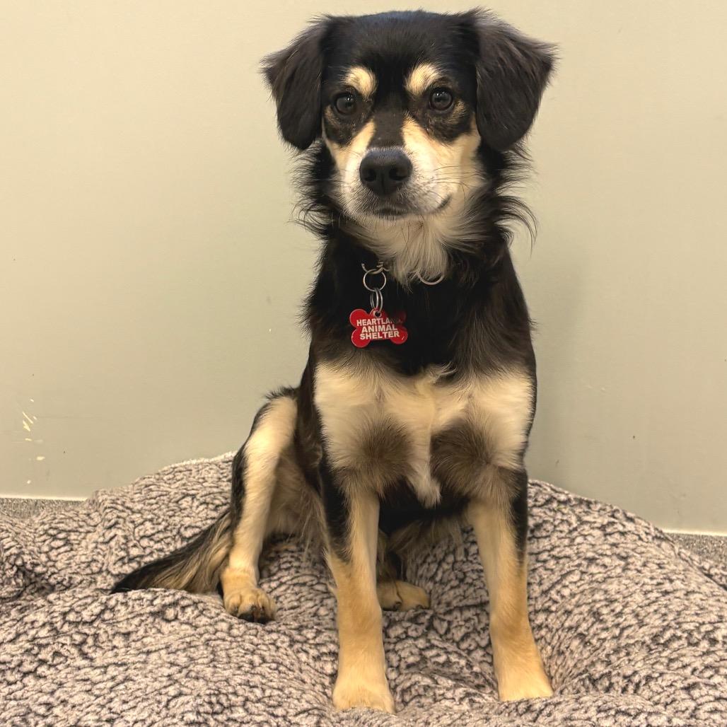 Buddy, Adoptable, Adult Male Chihuahua & Mixed Breed.