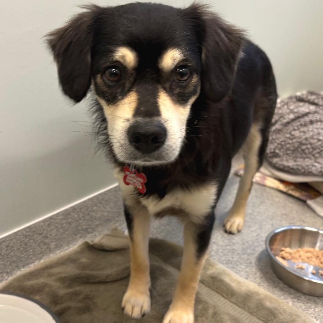 Enlarge Buddy, a Adoptable mixed breed in Wheeling, IL image 2/6