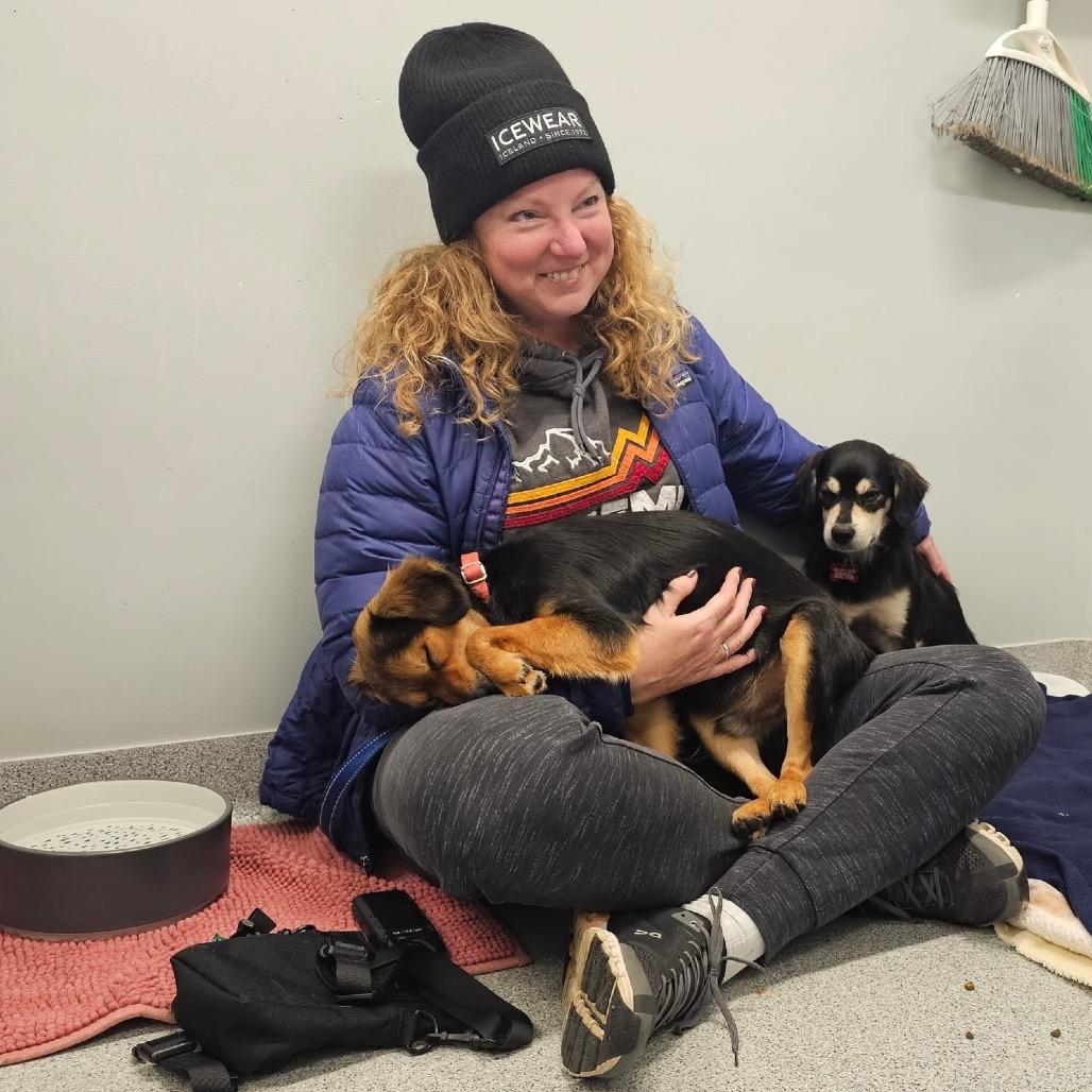 Enlarge Buddy, a Adoptable mixed breed in Wheeling, IL image 3/6