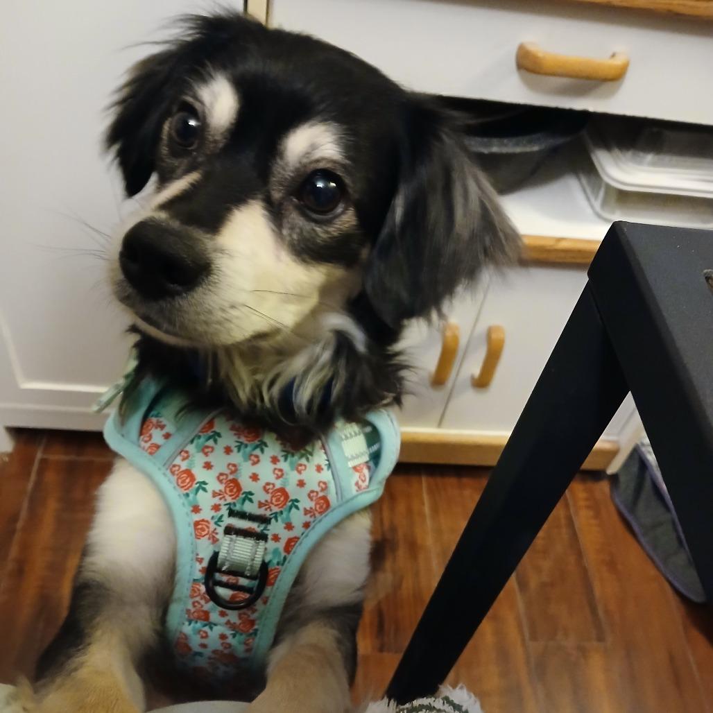 Enlarge Buddy, a Adoptable mixed breed in Wheeling, IL image 4/6