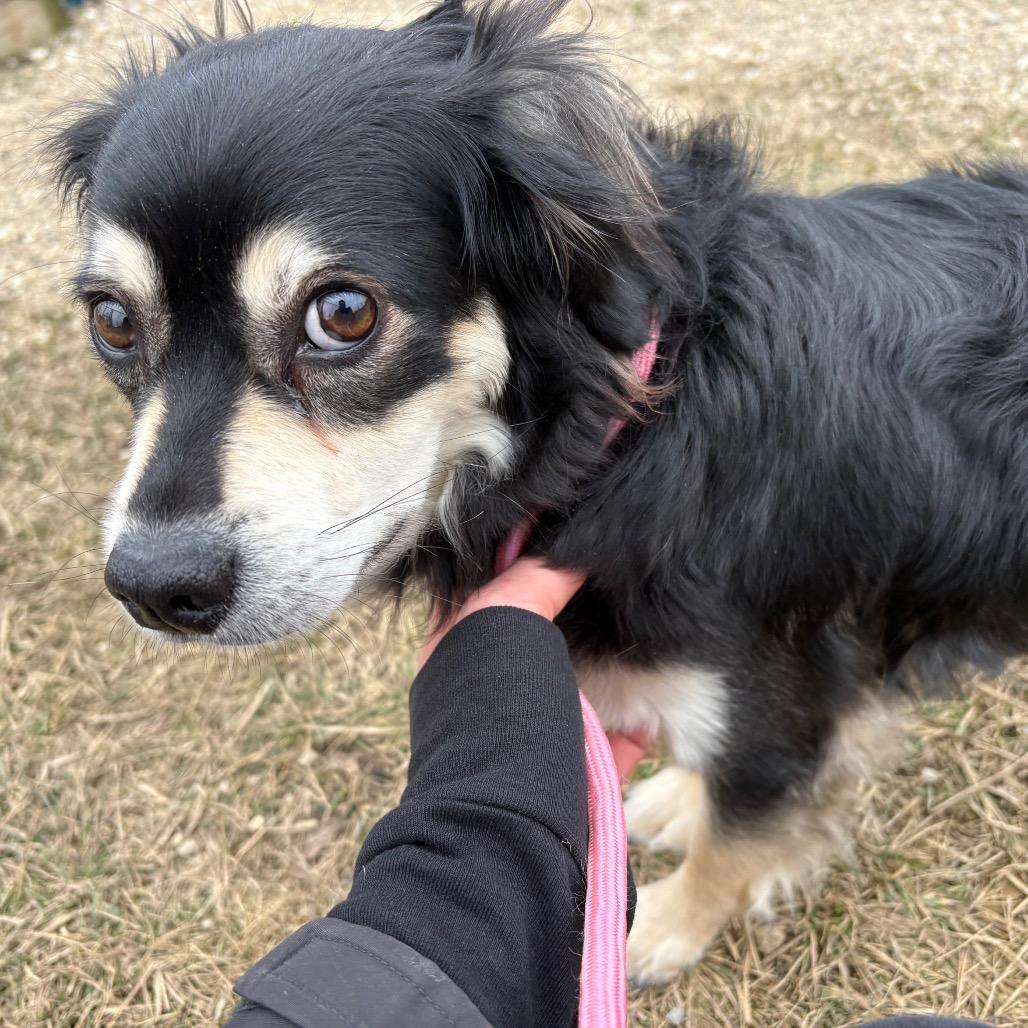 Enlarge Buddy, a Adoptable mixed breed in Wheeling, IL image 5/6