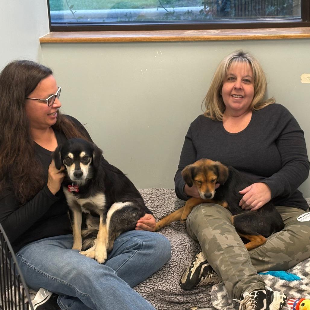 Enlarge Buddy, a Adoptable mixed breed in Wheeling, IL image 6/6