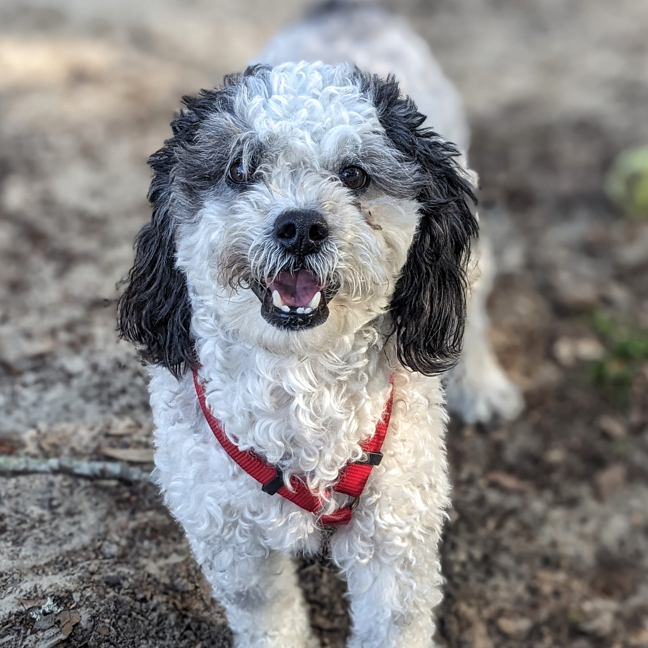 Sparky, a Adoptable Cockapoo in Eustis, FL image 1/3