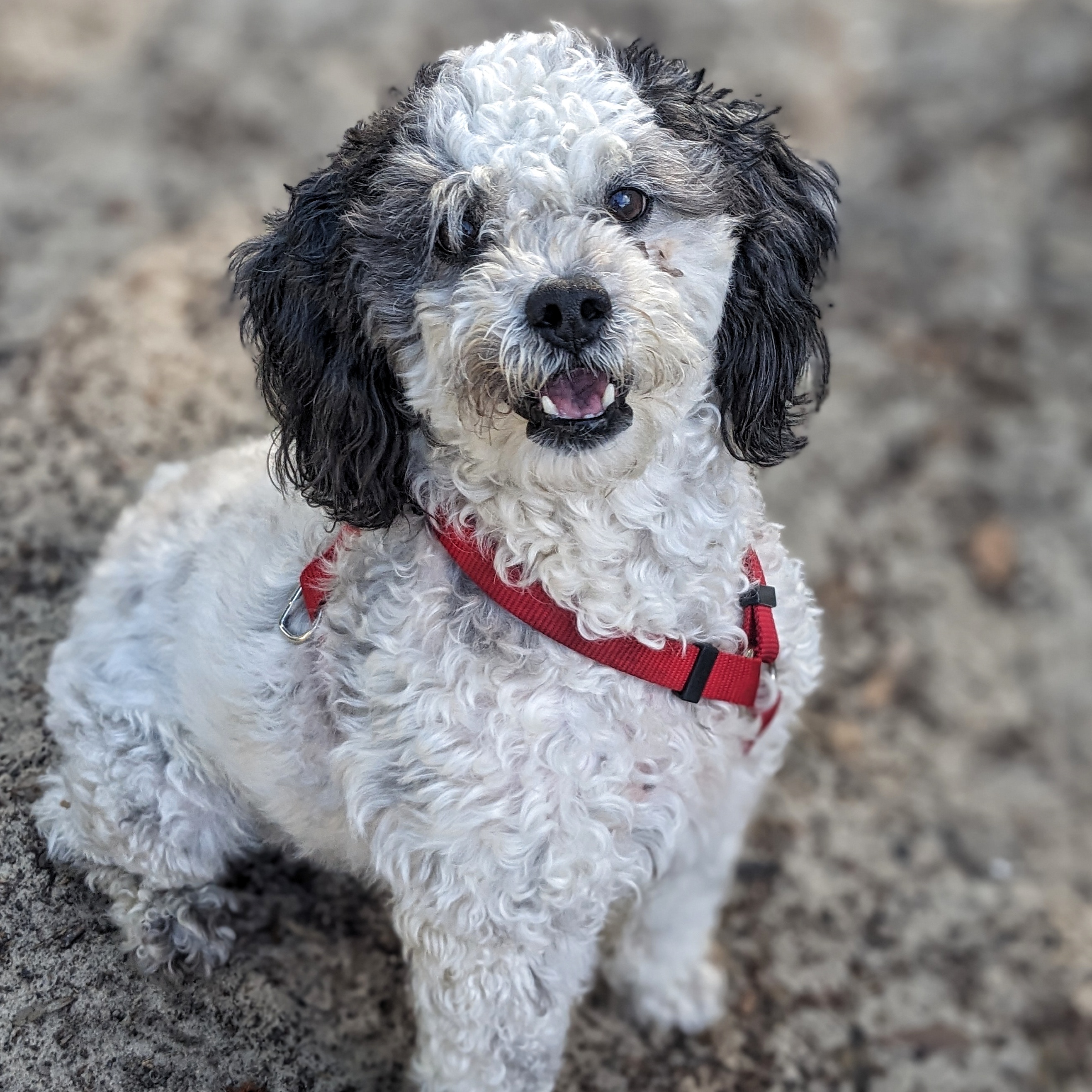 Sparky, a Adoptable Cockapoo in Eustis, FL image 2/3