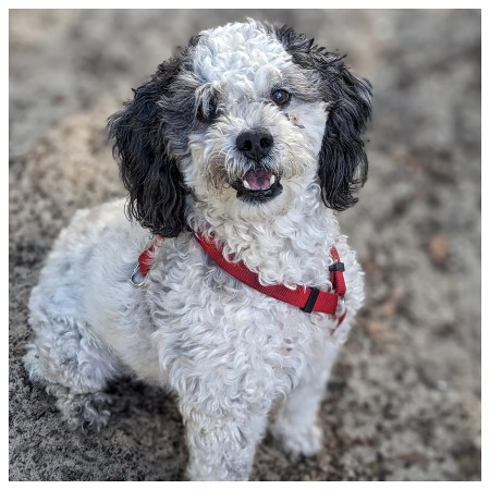 Sparky, a Adoptable Cockapoo in Eustis, FL image 3/3