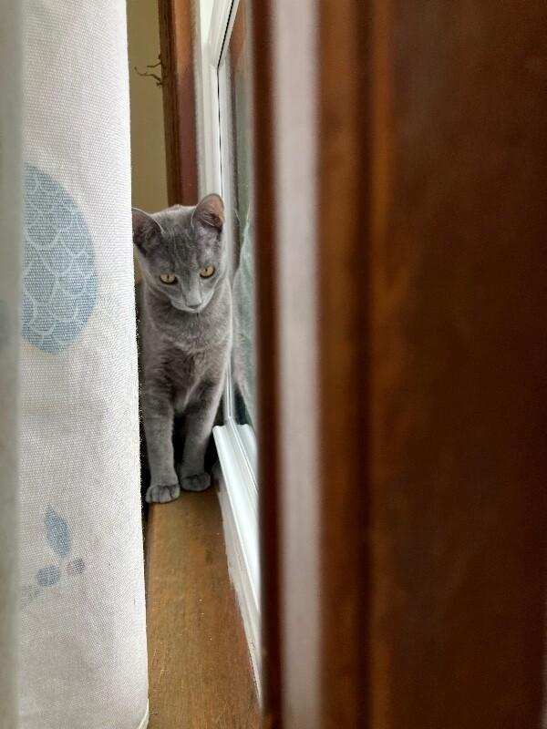 Enlarge Theo, a Adoptable Domestic Short Hair in Colmar, PA image 2/6