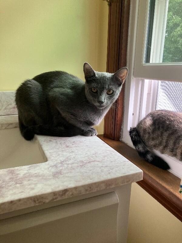 Enlarge Theo, a Adoptable Domestic Short Hair in Colmar, PA image 3/6