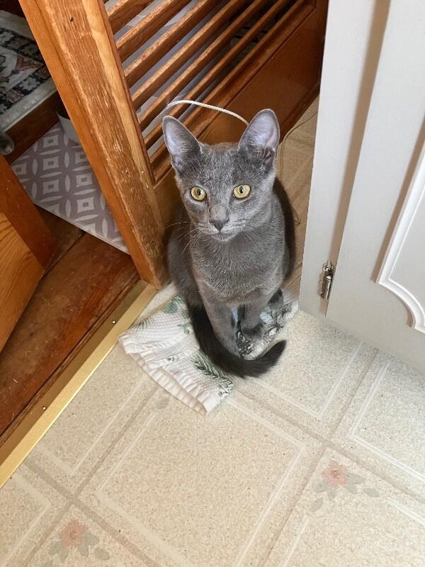 Enlarge Theo, a Adoptable Domestic Short Hair in Colmar, PA image 4/6